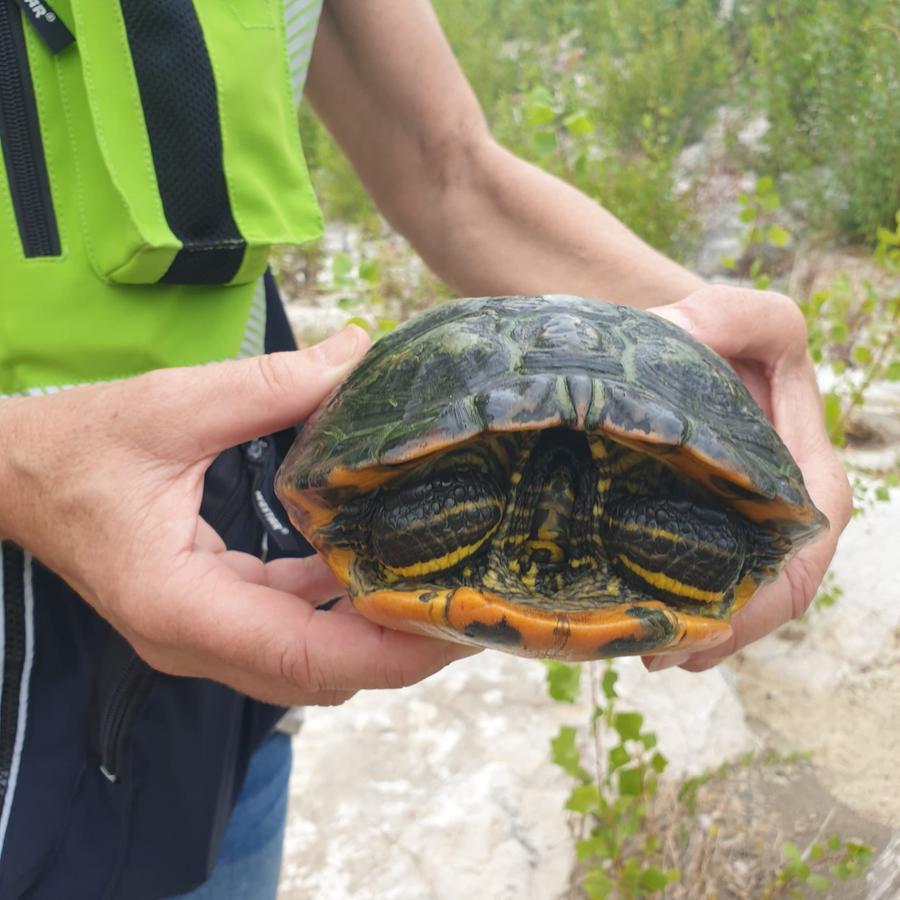 Livorno, Anpana recupera una tartaruga nel rio Maggiore