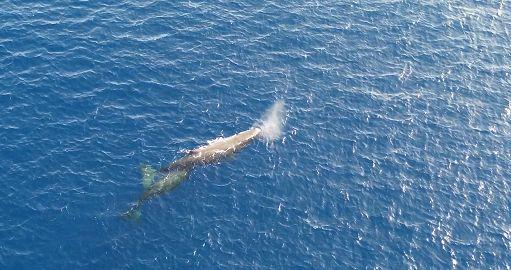 «Guarda una balena»: come comportarsi in caso di avvistamento in barca. I consigli della Capitaneria