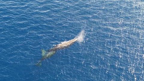 «Guarda una balena»: come comportarsi in caso di avvistamento in barca. I consigli della Capitaneria