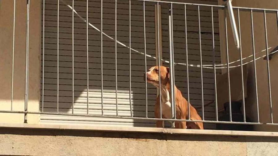 Due cani abbandonati nel terrazzo sotto al sole, denunciato un 45enne