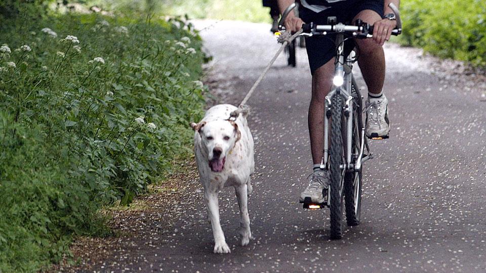 Un cane che traina una persona in bicicletta (foto di archivio)