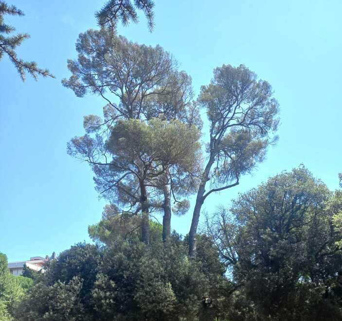 Livorno, c'è un pino pericolante: chiusa Villa Fabbricotti<br>
