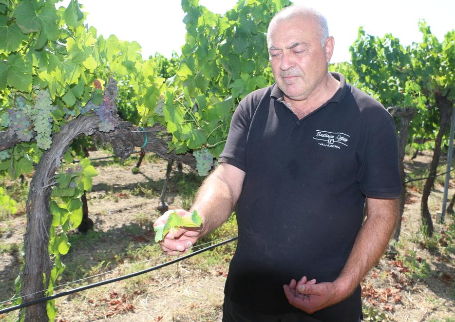 Il caldo infernale semina danni nei campi dell'isola