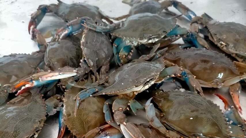 Granchi blu, invasione nella laguna di Orbetello. I pescatori: «Chiediamo stato d’emergenza»