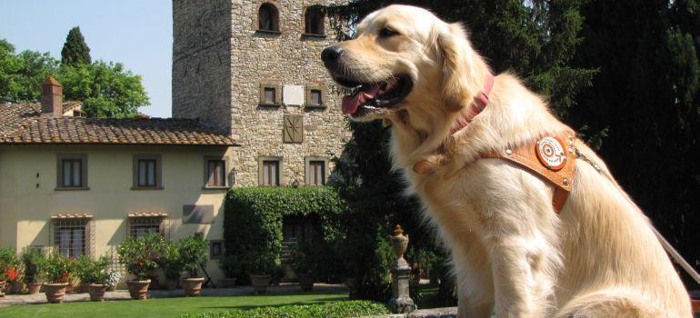 Amici a quattro zampe ‘fiutano’ le crisi glicemiche: ecco i cani toscani da assistenza