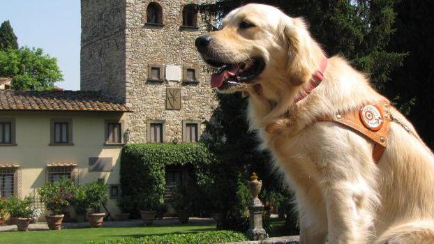 Amici a quattro zampe ‘fiutano’ le crisi glicemiche: ecco i cani toscani da assistenza