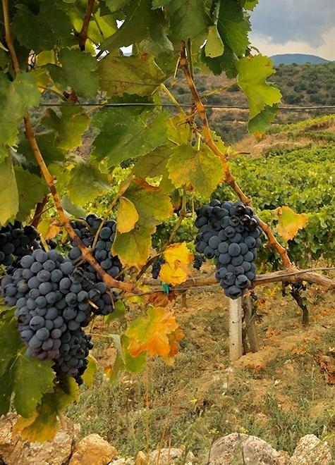 Un Consorzio unico per tutelare il Cannonau e il Vermentino