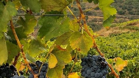 Un Consorzio unico per tutelare il Cannonau e il Vermentino