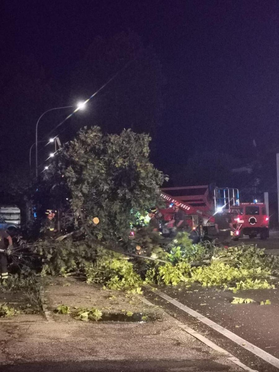 Ancora maltempo nel Ferrarese, decine di alberi caduti per il vento