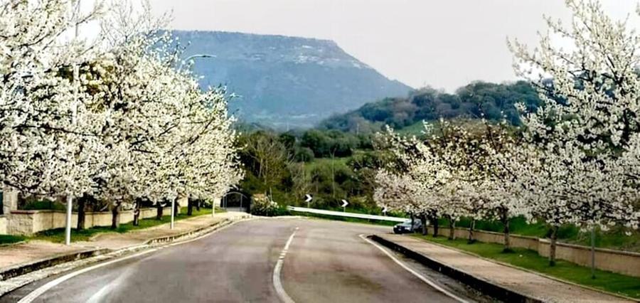 Bonnanaro, the land of cherries and good wine of the Latinist Carboni and the poet Raga
