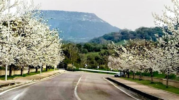 Bonnanaro, the land of cherries and good wine of the Latinist Carboni and the poet Raga