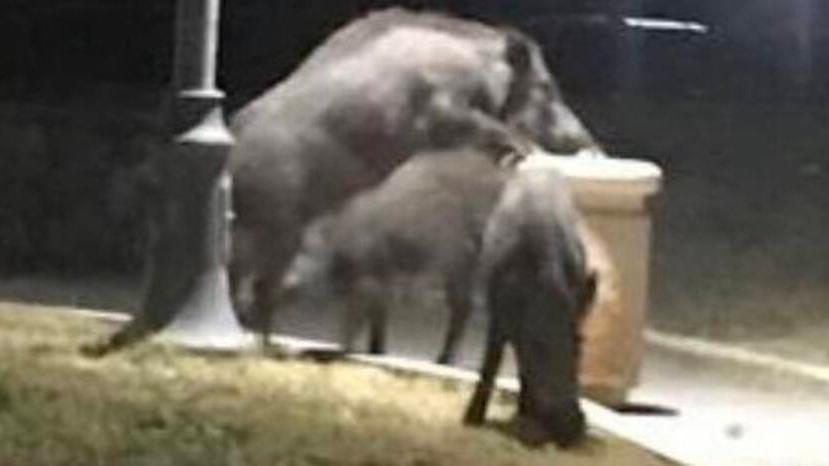 Argentario, strada invasa dai cinghiali: paura per gli automobilisti