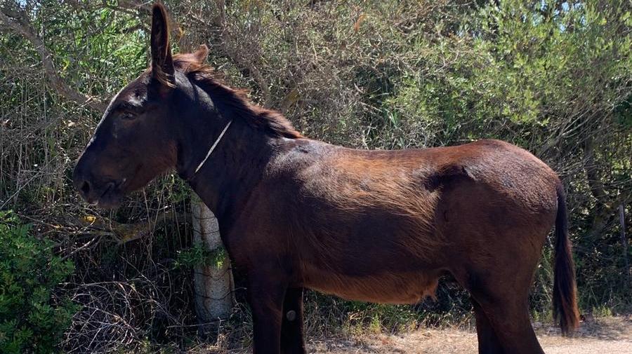Olbia, un mulo a passeggio tra le auto sulla strada per il Mater