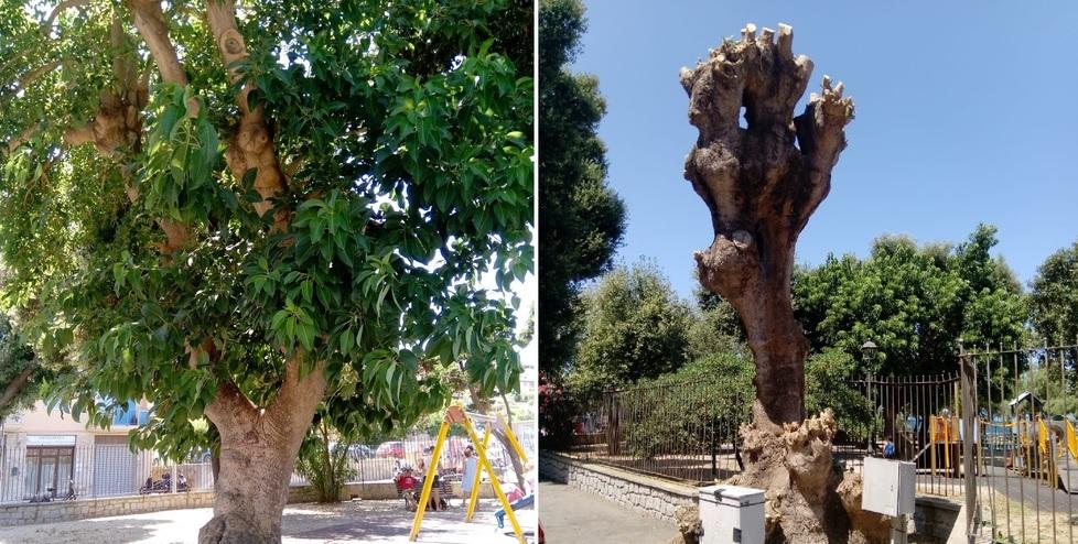 «Capitozzatura selvaggia  una violenza su quell’albero» 