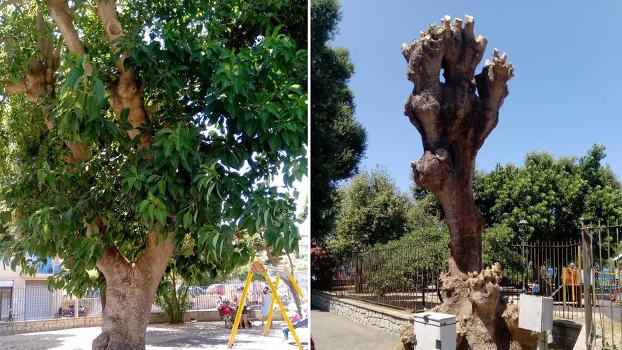 «Capitozzatura selvaggia  una violenza su quell’albero»