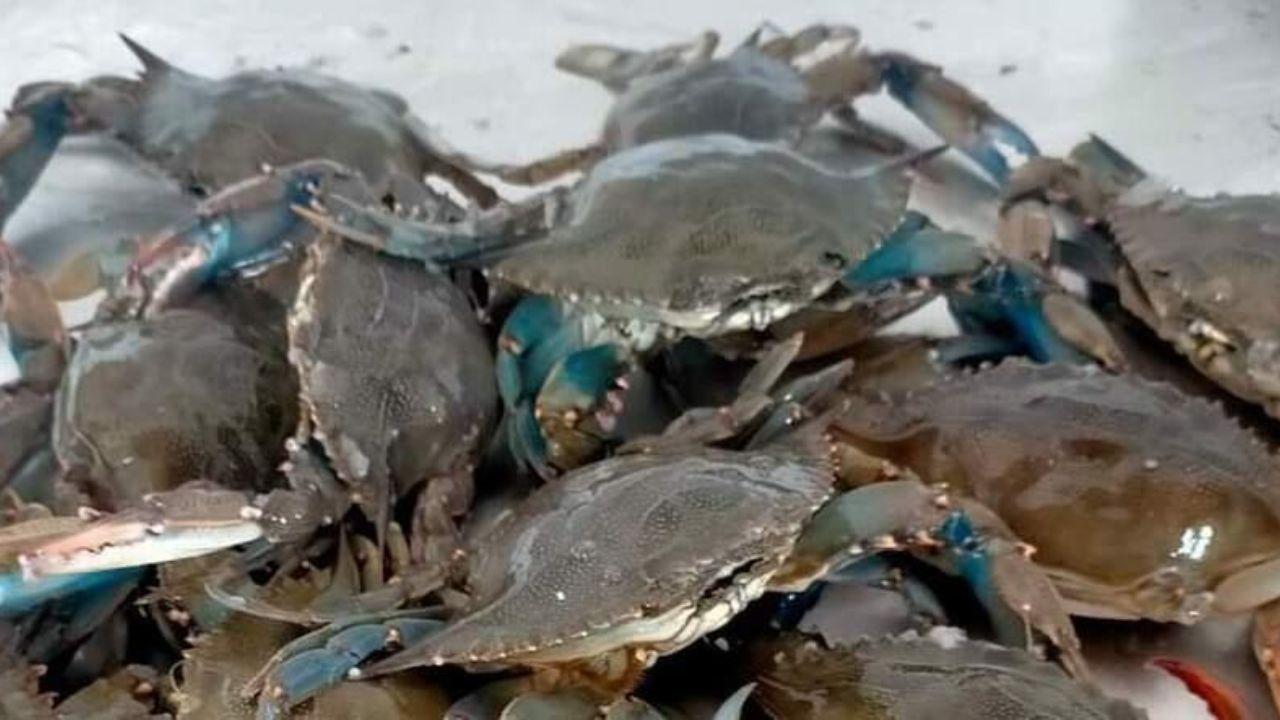 Il granchio killer è ormai una presenza fissa nelle acque della Toscana