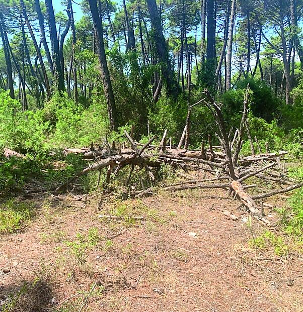 
	I pini caduti a Principina

