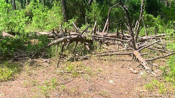 I pini caduti a Principina