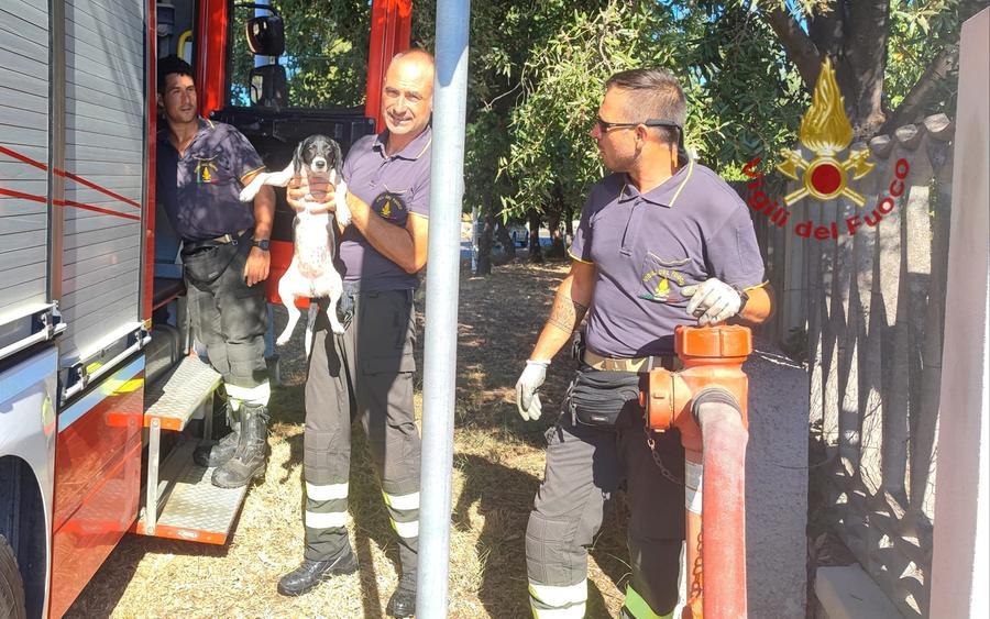 Muravera, cagnolino si allontana da casa e rischia di essere investito: salvato