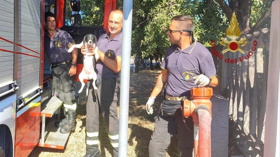 Muravera, cagnolino si allontana da casa e rischia di essere investito: salvato