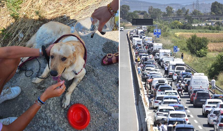 Maxi incidente sulla Variante Aurelia, il cane Ryan salvato dai turisti in coda