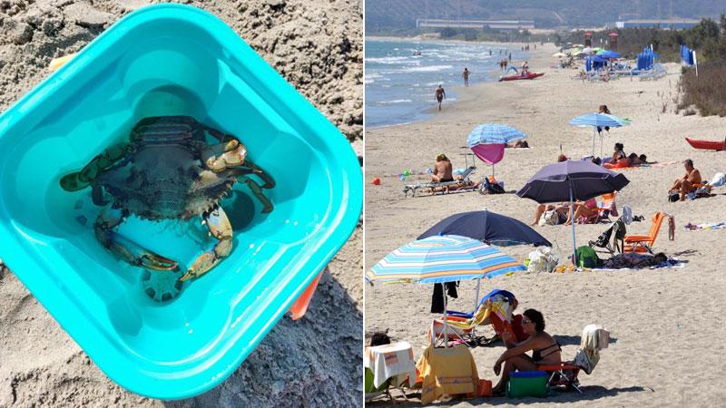 Granchio blu, l’invasione della specie “killer” arriva anche a Piombino