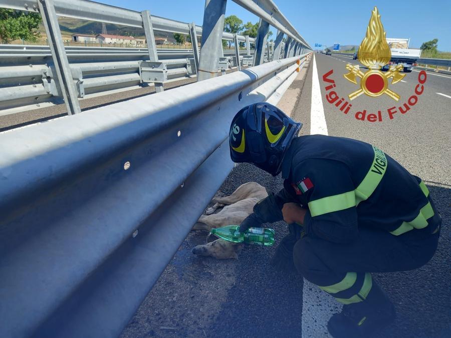 Sassari, i vigili del fuoco soccorrono un cane investito sulla 131