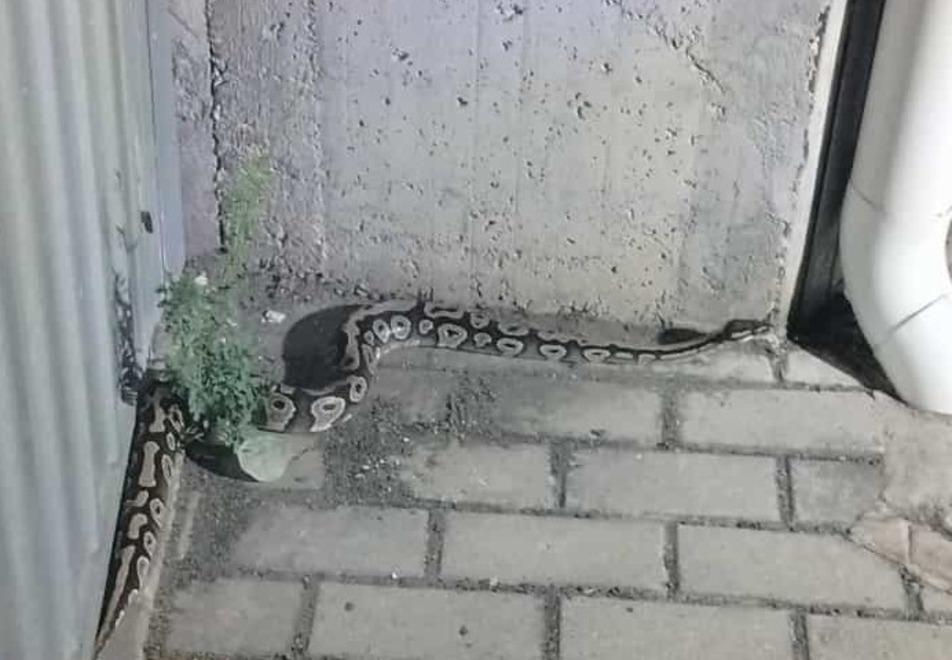 Livorno, il racconto del faccia a faccia con il pitone reale: «L’ho visto mentre strisciava nel garage»
