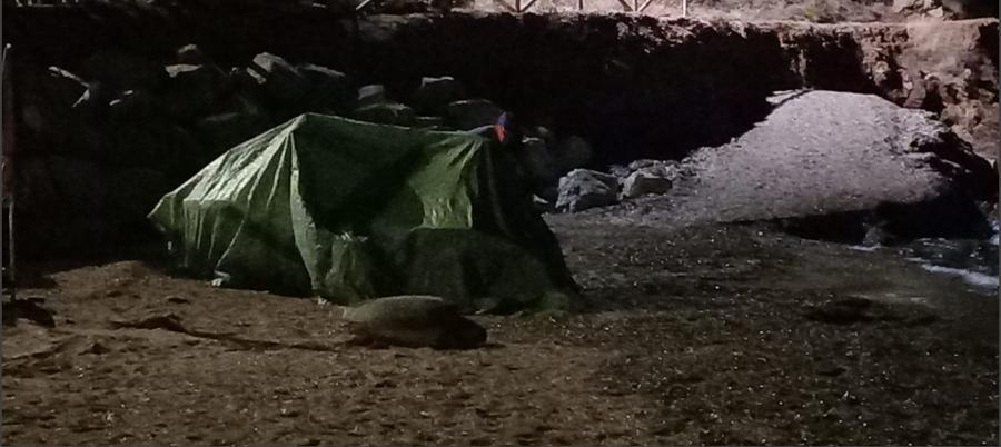 
	La tartaruga alla spiaggia dell'Innamorata a Capoliveri (foto Legambiente)

