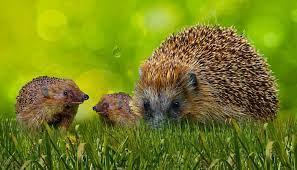 Porto Torres, riccio prima massacrato e poi decapitato: scatta la denuncia di Lndc Animal Protection