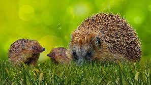 Porto Torres, riccio prima massacrato e poi decapitato: scatta la denuncia di Lndc Animal Protection