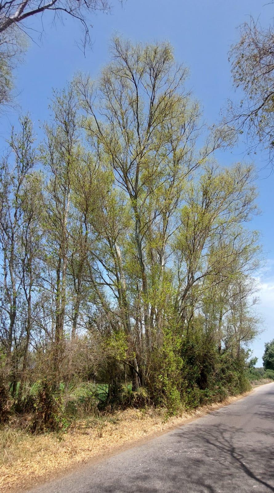 Arborea, un batterio paralizzante per distruggere i lepidotteri