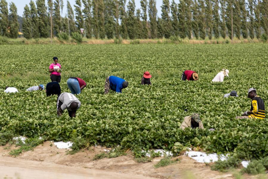 Cinque euro l’ora per faticare nei campi: indagati per “caporalato” tre cittadini pakistani