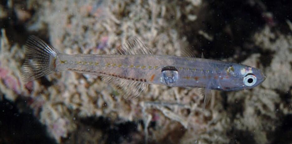 Piccolo, ma di lusso: ecco cos’è il rossetto, delizia "protetta" che vive nel mare toscano