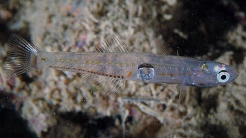 Piccolo, ma di lusso: ecco cos’è il rossetto, delizia "protetta" che vive nel mare toscano