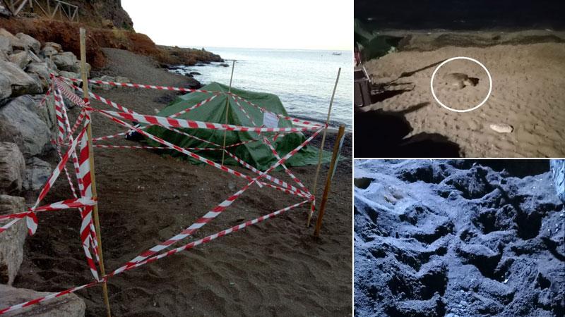 L’Elba è diventata l’isola delle tartarughe: ecco il nuovo nido di Maria, è la sesta – La mappa