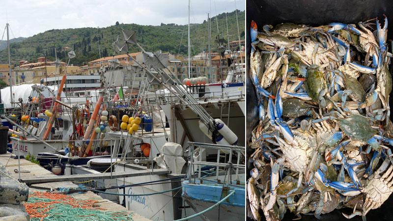A sinistra le imbarcazioni dei Pescatori (foto d’archivio Enzo Russo), a destra un “pescato” di granchi blu