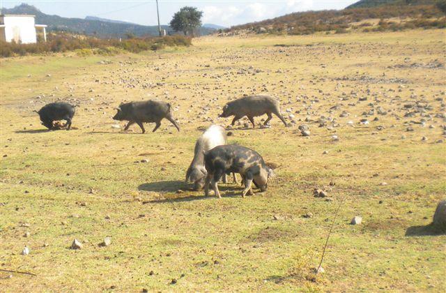 Peste suina in Sardegna maiali al pascolo brado