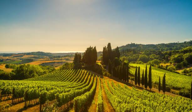 Seicento nuovi ettari di vigneto: arriva il via libera in Toscana