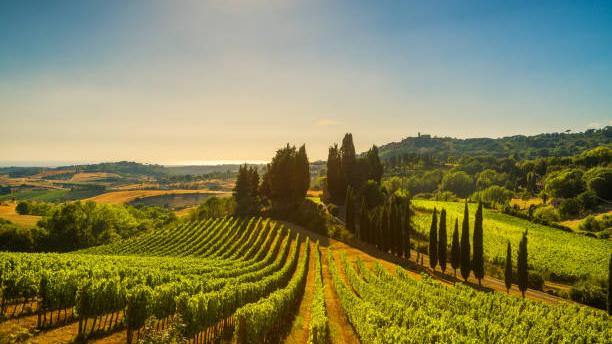 Seicento nuovi ettari di vigneto: arriva il via libera in Toscana