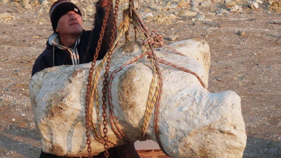 La vertebra dell'animale scoperto dagli scienziati pisani nel deserto di Ica 