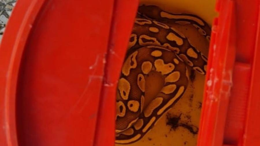 L'esemplare catturato nel parco pubblico: secondo pitone trovato in città nel giro di quattro giorni 