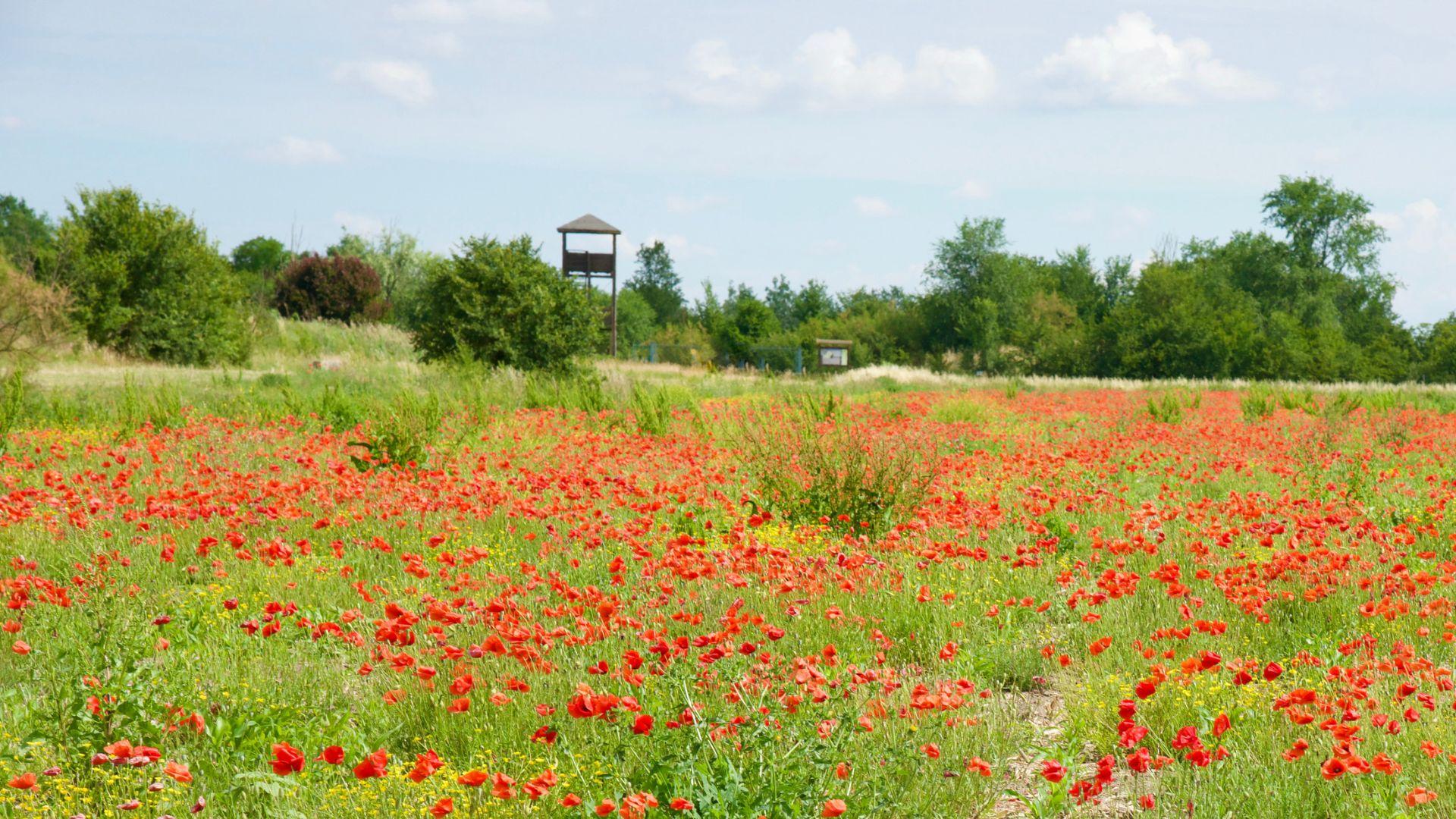 Bella Bassa, come ti racconto le bellezze del territorio di Modena<br>
