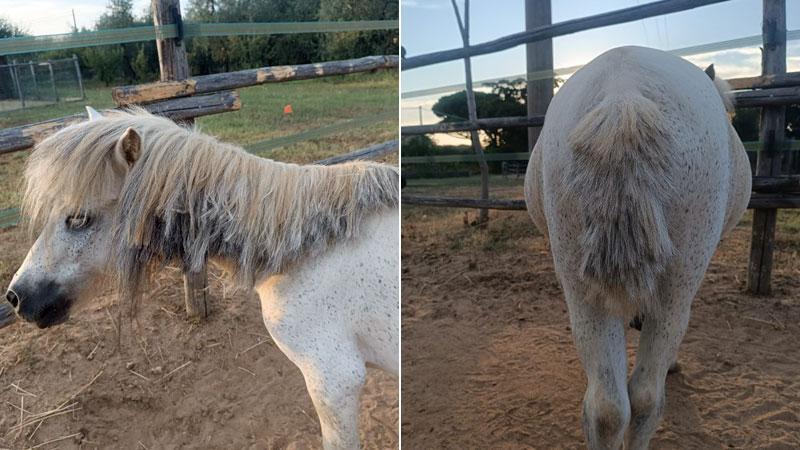 Castagneto, fanno irruzione nell’agriturismo: tagliano e rubano la criniera al pony, mascotte dei bambini