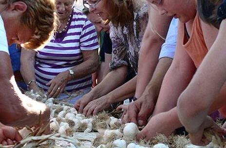 L’aglio di Voghiera è pronto a deliziare