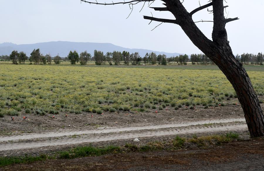 
	Un terreno nell'agro di Marrubiu

