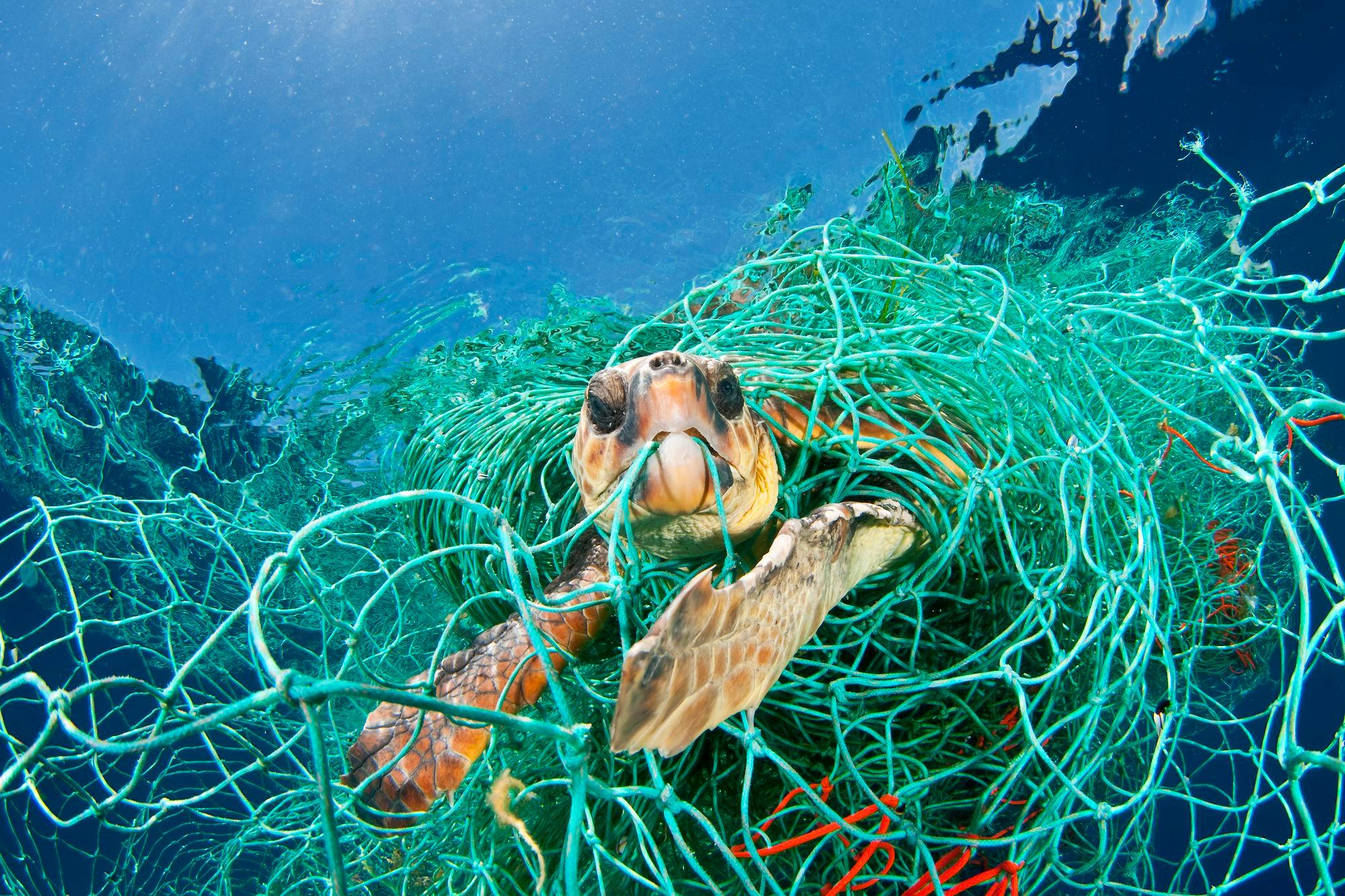 Una tartaruga marina rimasta imprigionata in una rete fantasma