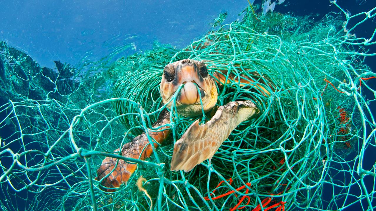 Una tartaruga marina rimasta imprigionata in una rete fantasma