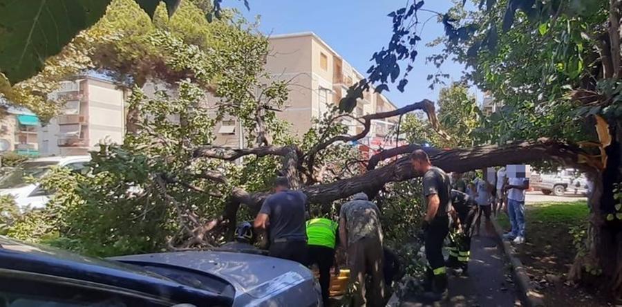 Il ramo caduto e l'intervento dei vigili del fuoco