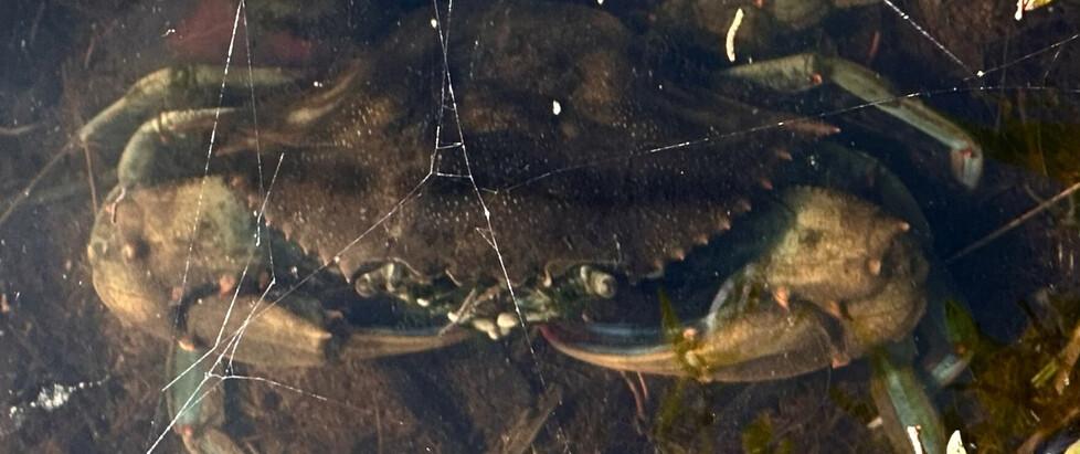 Continua l’invasione nel nostro mare: il granchio blu trovato anche a Vada